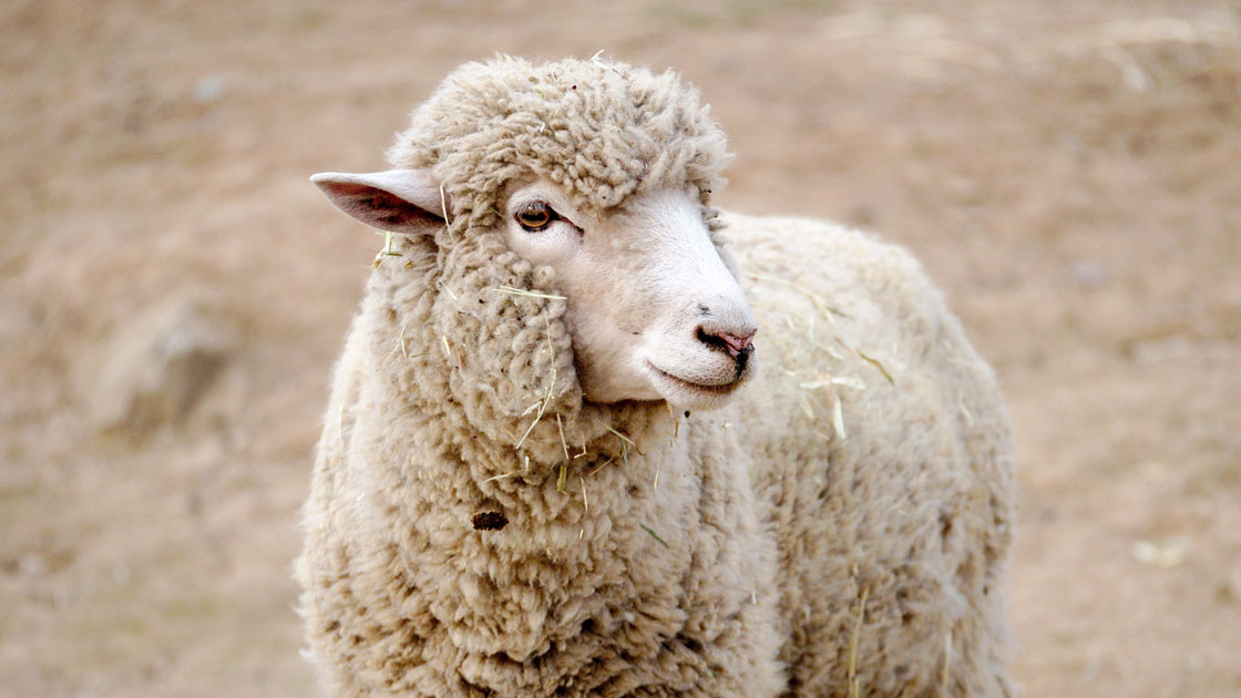 Eid al-Adha in Tansania: Qurban-Fleisch für Familien