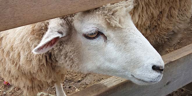 Eid al-Adha in Nablus: Qurban-Fleisch für Bedürftige